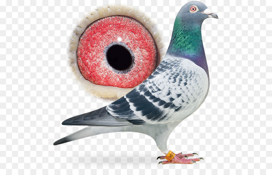 Columbidae，Pigeon De Course PNG