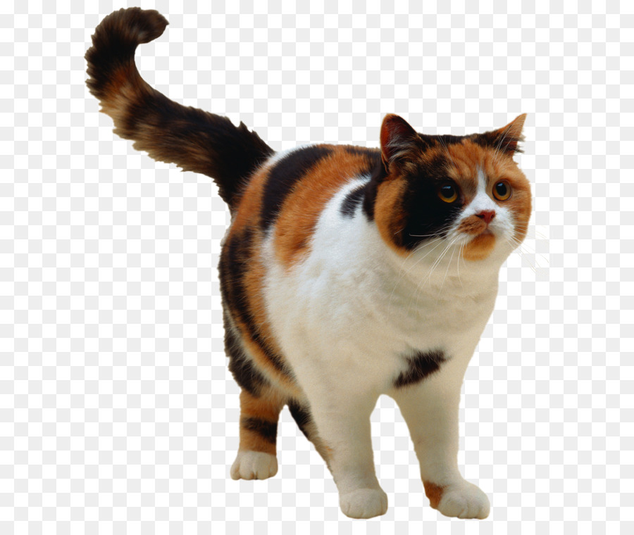 Chat，Animal De Compagnie PNG