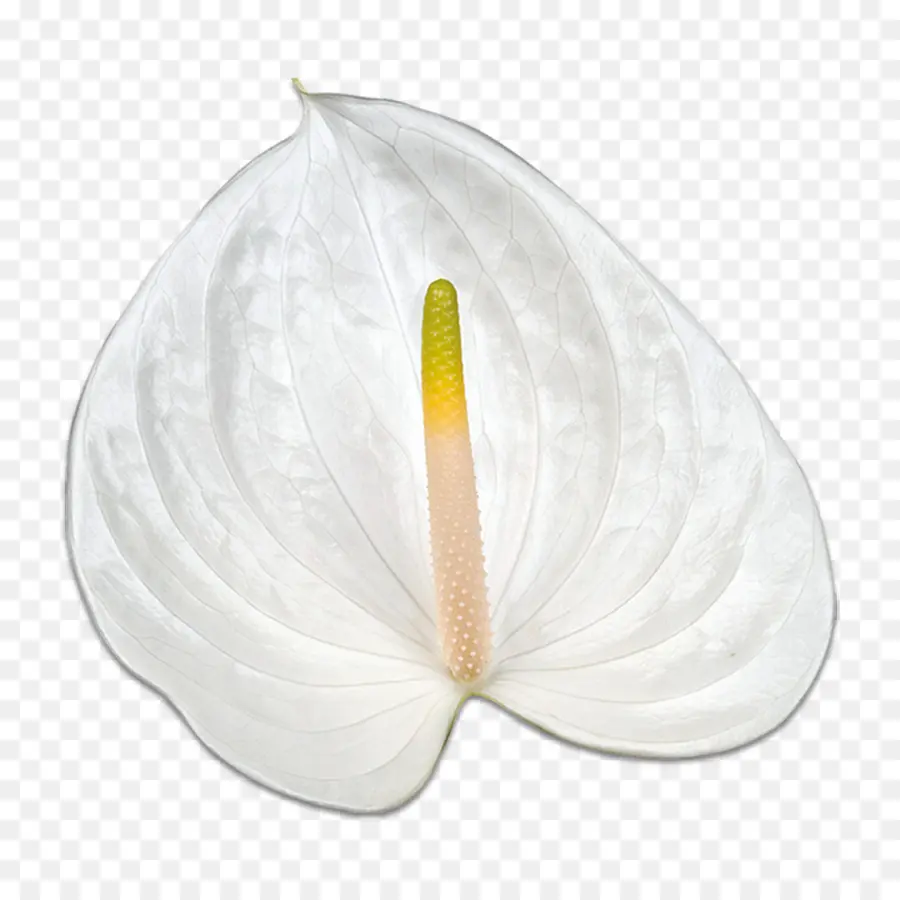 Fleur，Blanc PNG