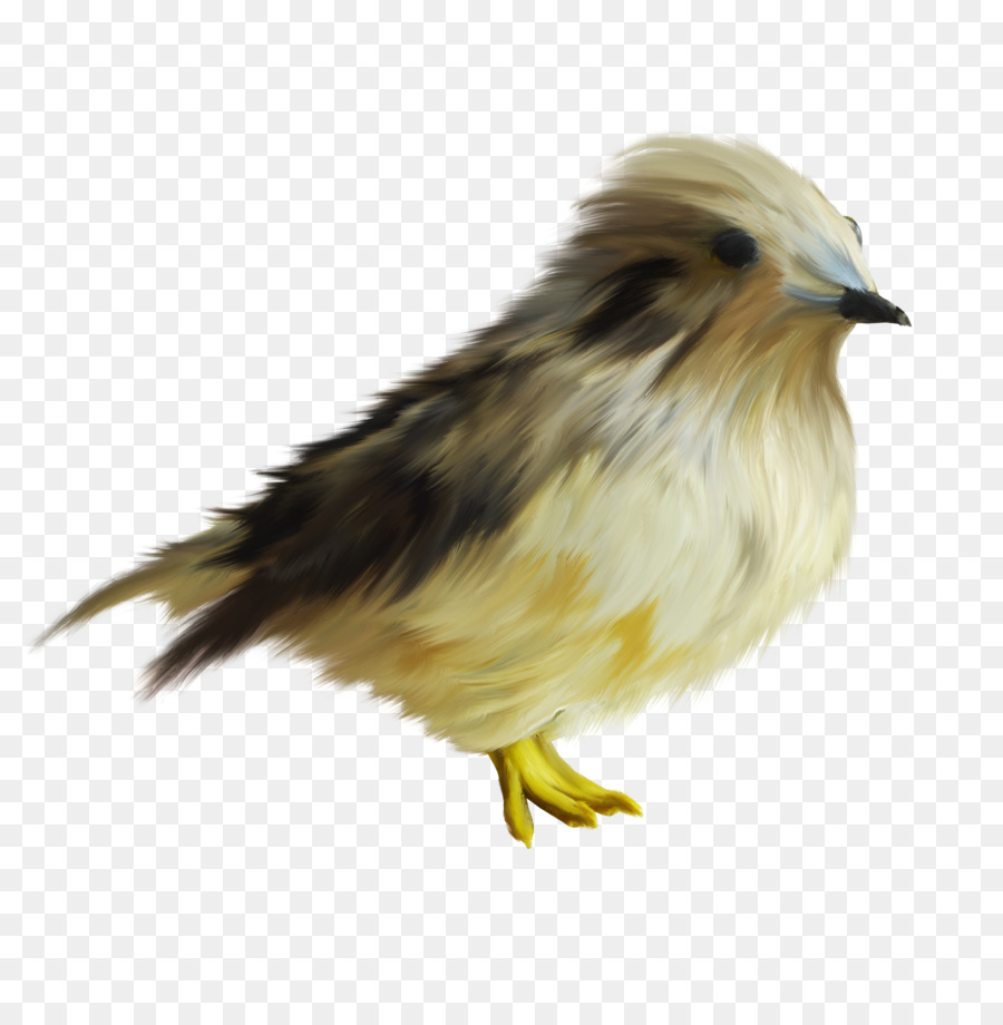 Oiseau，Poulet PNG