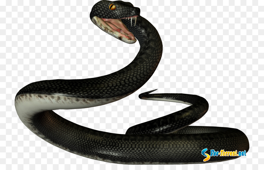 Serpent Noir，Reptile PNG