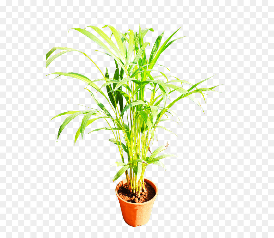 Les Palmiers，Les Plantes PNG