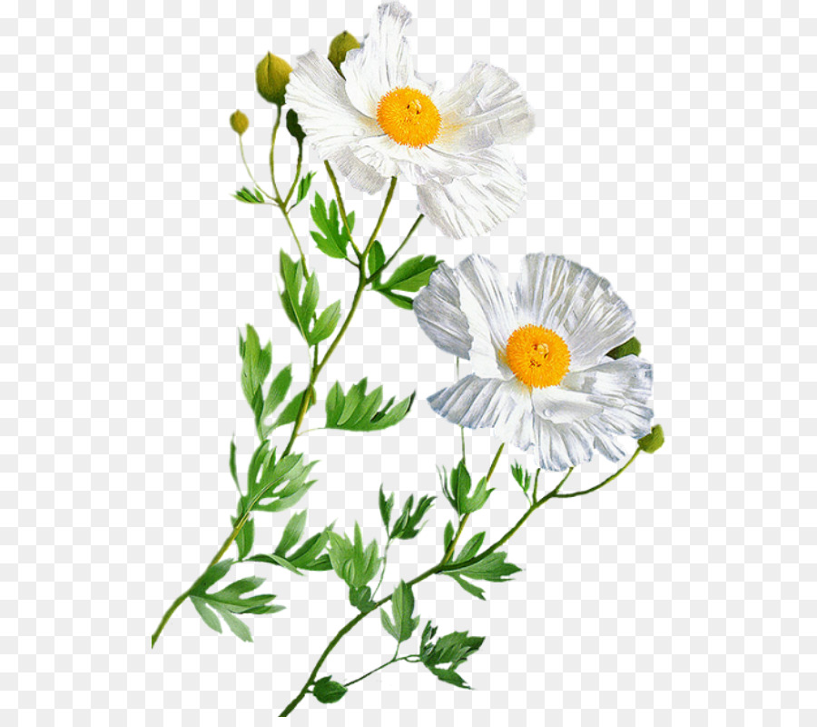 Marguerite，Fleur PNG