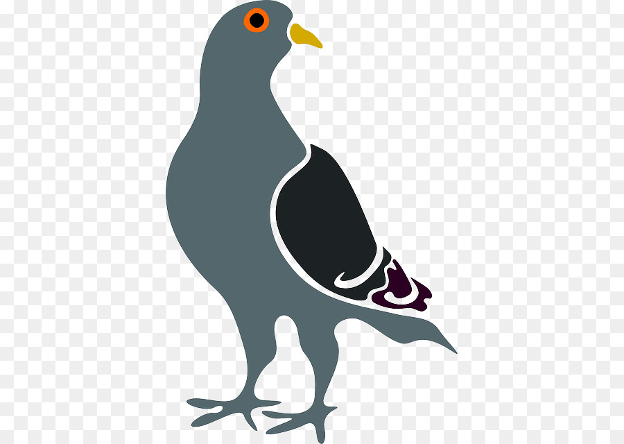 Pigeon Voyageur，Columbidae PNG