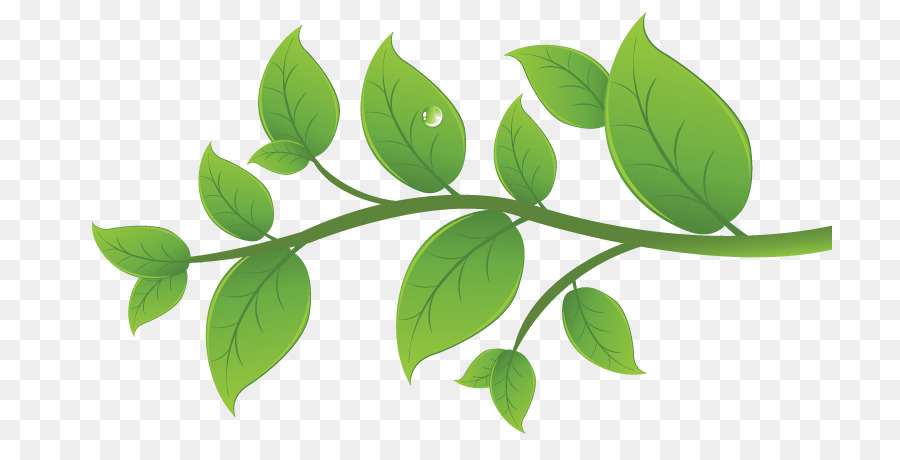 Feuilles Vertes，Feuilles PNG