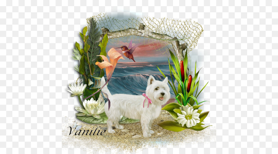 West Highland White Terrier，Peinture PNG