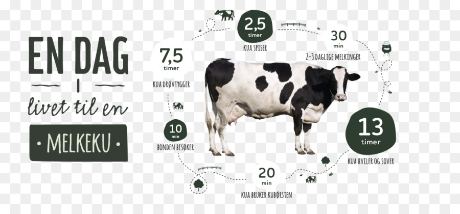 Infographie De Vache，Laitier PNG