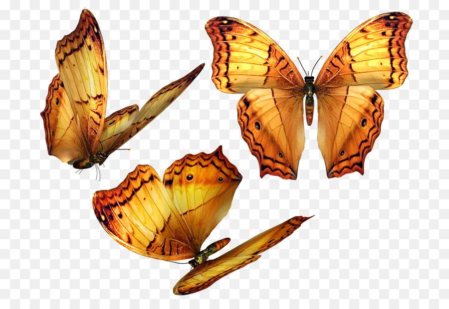 Ailes De Papillon，Insecte PNG