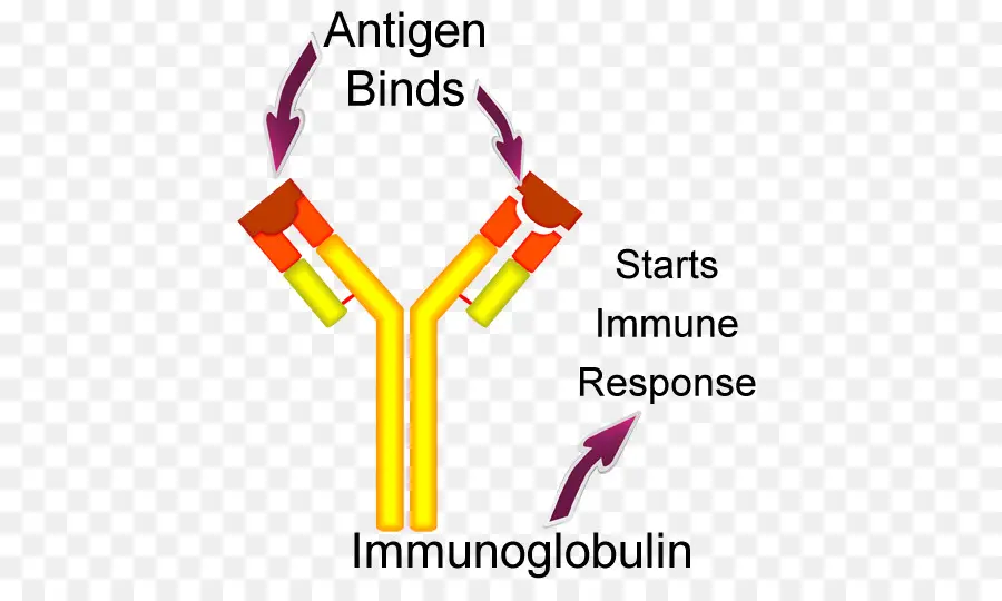 Immunoglobuline，Antigène PNG