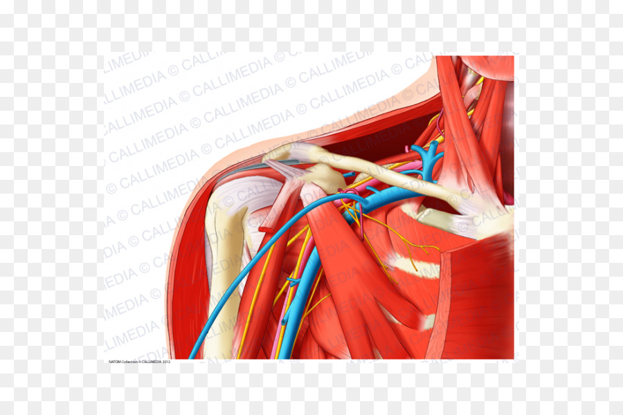 Anatomie，Muscles PNG