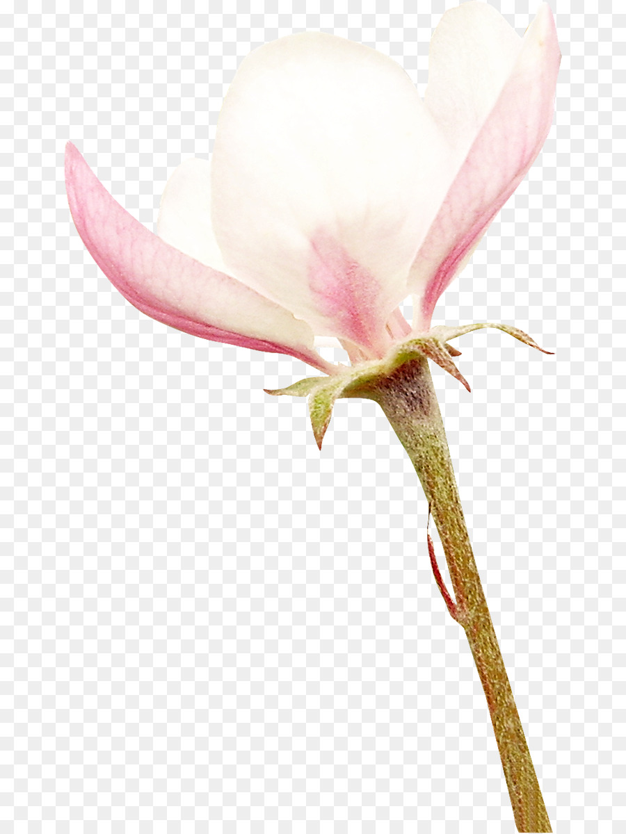 Fleur，Rose PNG