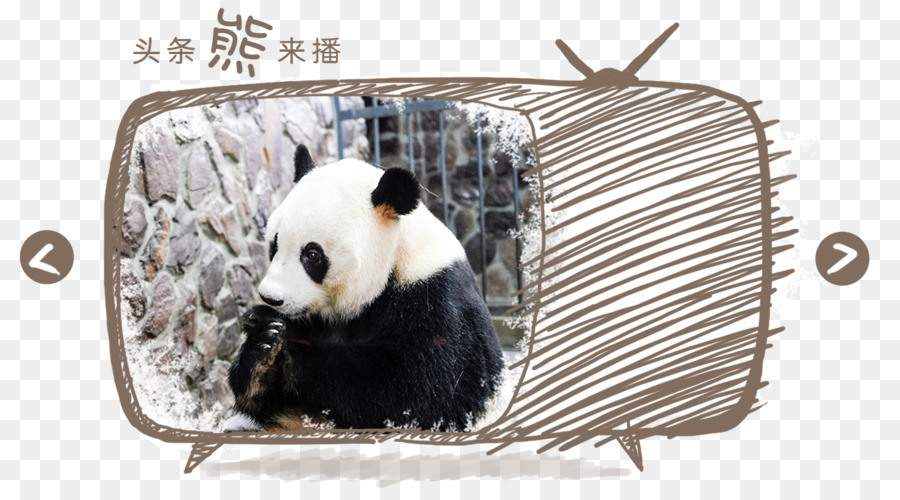 Panda Géant，La Faune PNG
