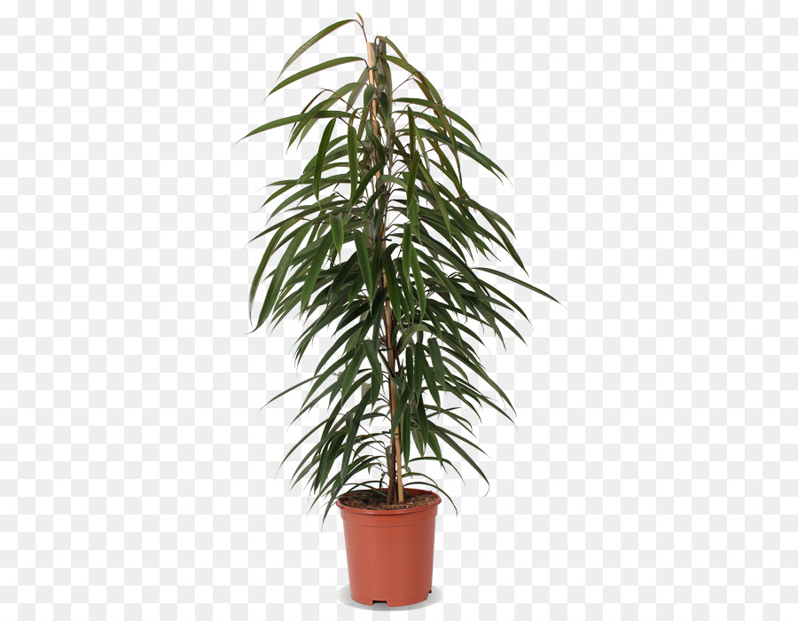 Le Palmier D Arec，Plante D Intérieur PNG