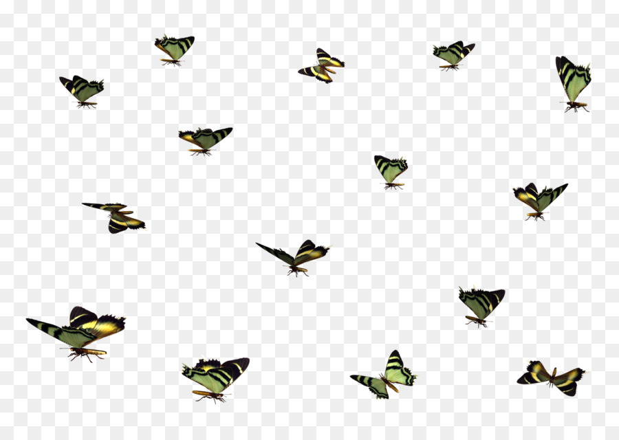 Papillons，Vol PNG