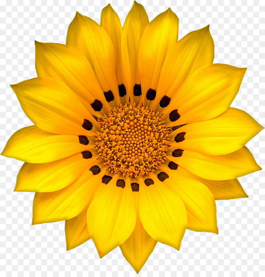 Tournesol，Jaune PNG