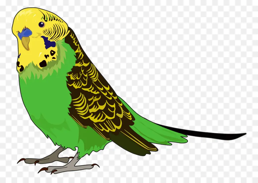 Perruche Verte，Animal De Compagnie PNG