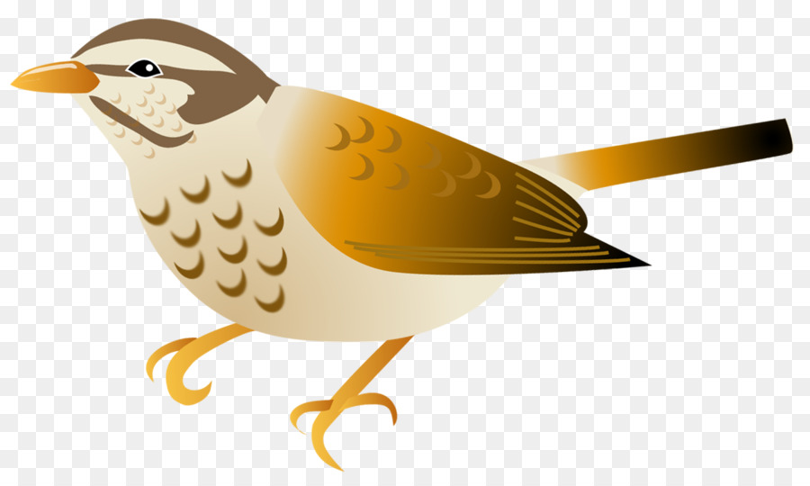 Oiseau Brun，Plumes PNG