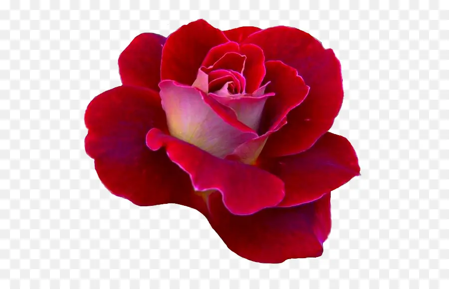 Rose Rose，Floraison PNG