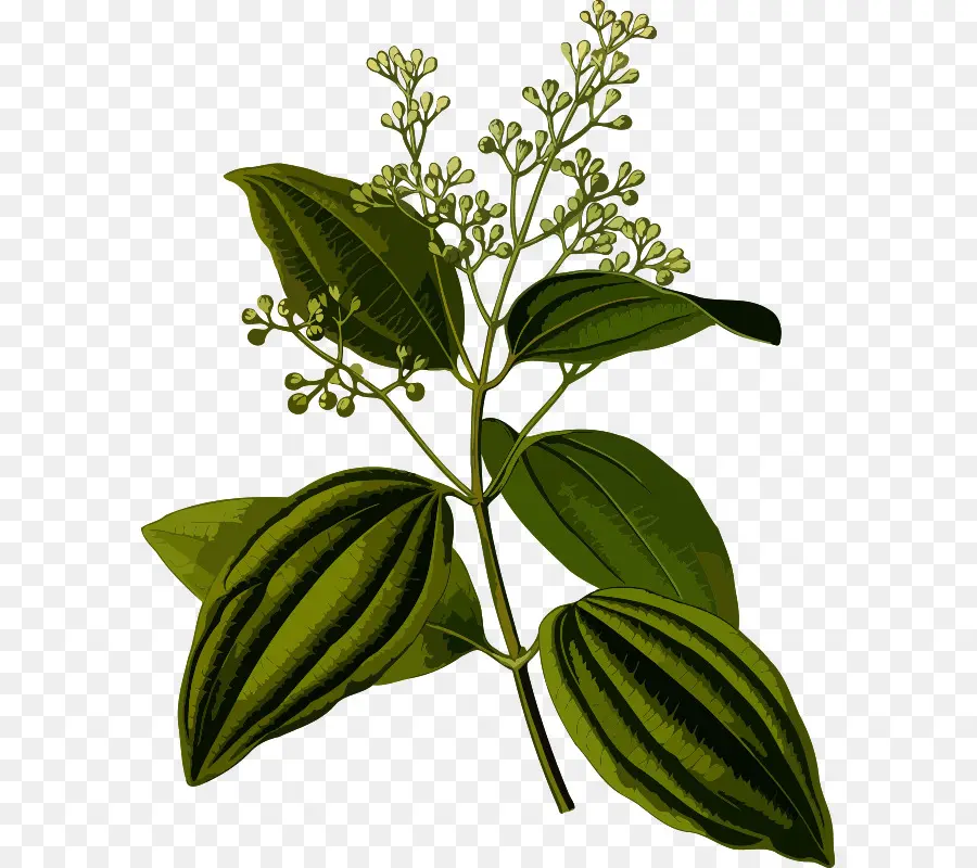 Köhler De Plantes Médicinales，La Cuisine Indienne PNG