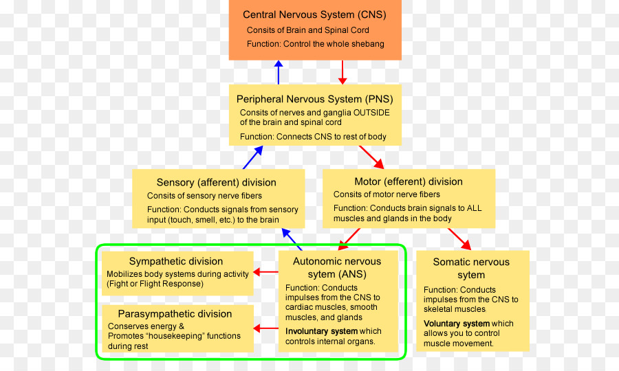 Organisation，Système Nerveux PNG