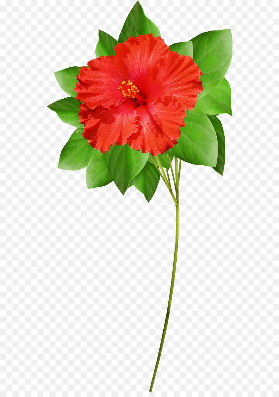 Shoeblackplant，Fleur PNG