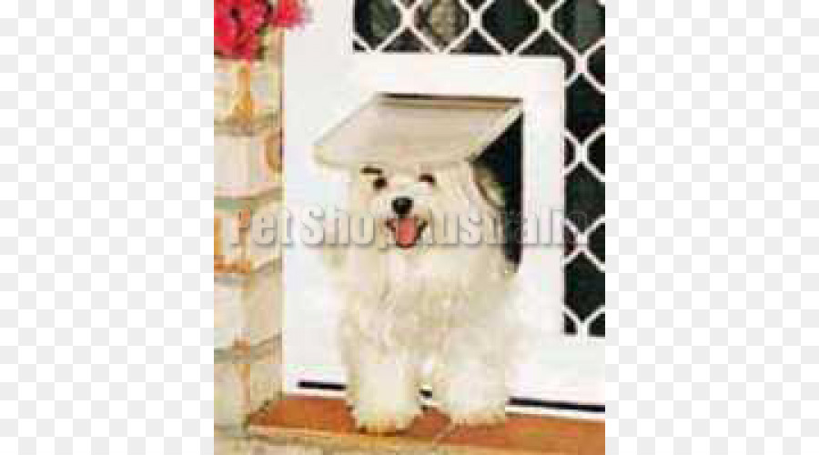 Maltais Chien，Chien Bichon Havanais PNG