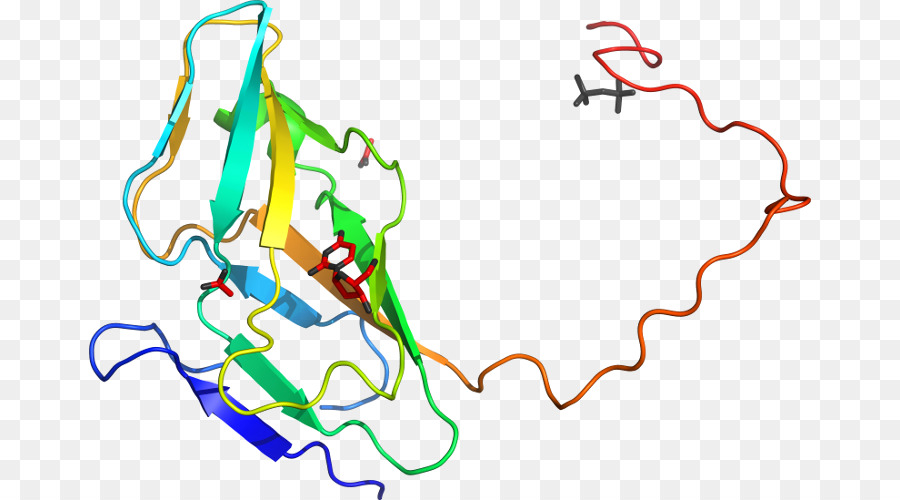 Foin De Bacillus，Bacillus Megaterium PNG