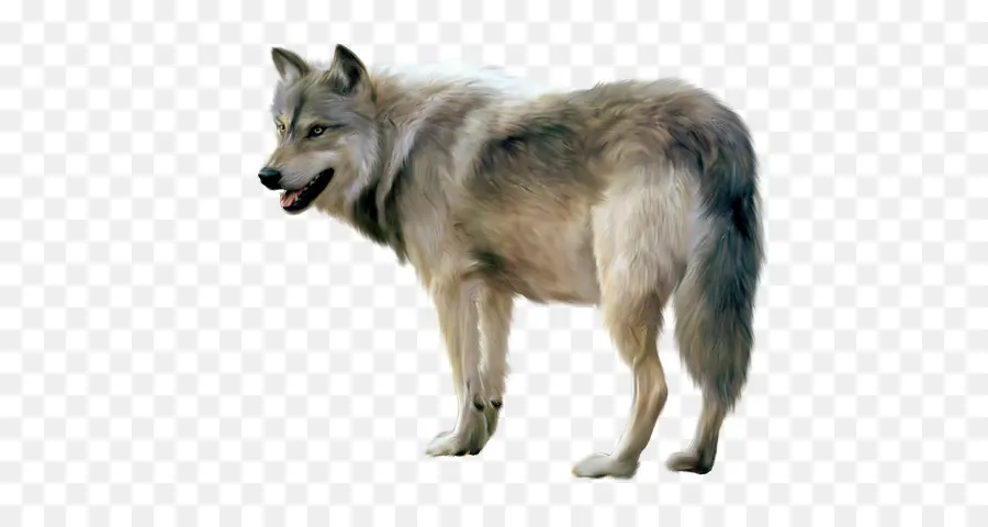 Loup Arctique，Loup Noir PNG
