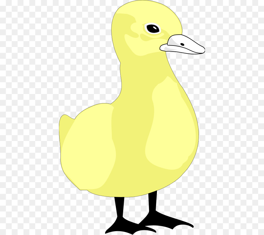 Canard，Oiseau PNG