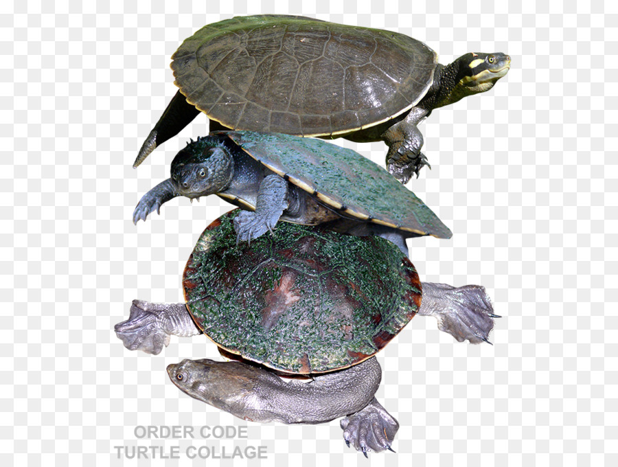 L étang Des Tortues，Tortue PNG