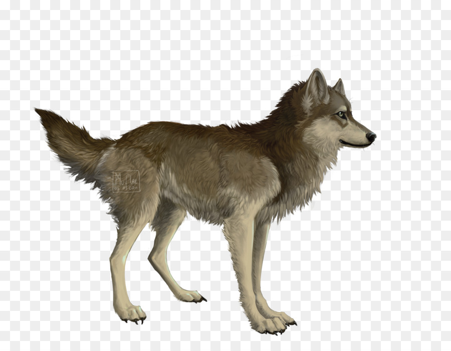 Loup，Sauvage PNG