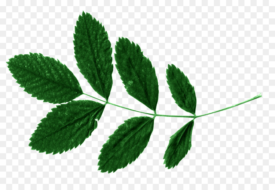 Feuilles Vertes，Usine PNG