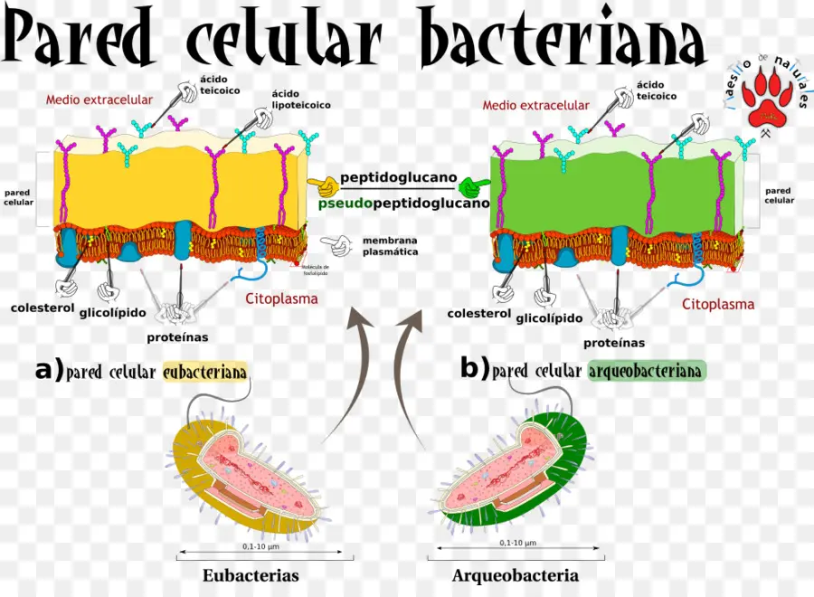 Paroi Cellulaire Bactérienne，Eubactéries PNG