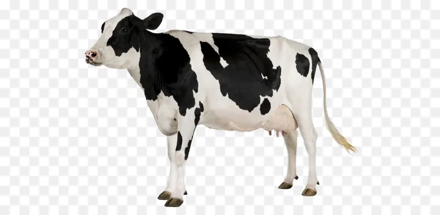 Vache，Bétail PNG