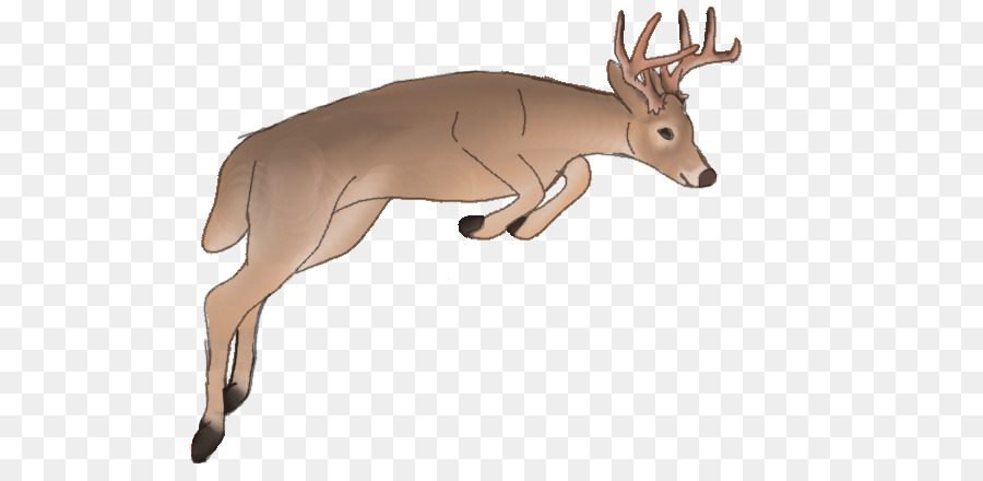 Rennes，Whitetailed Cerf PNG