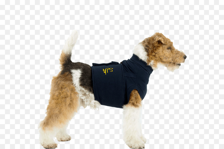 Fil De Cheveux Fox Terrier，Tshirt PNG