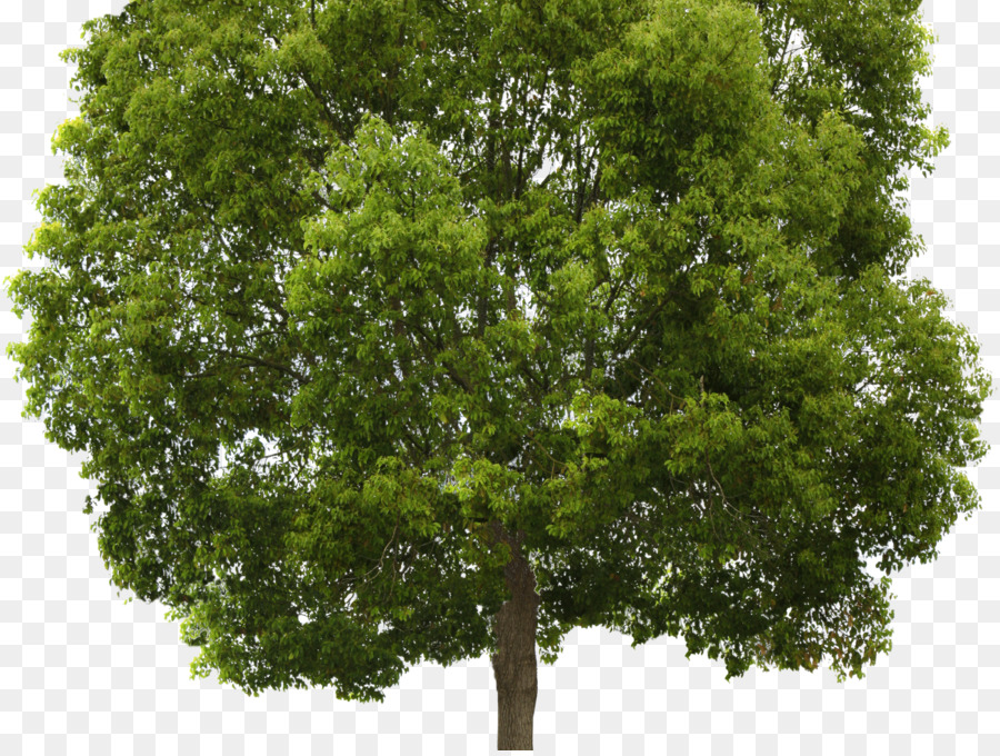 Arbre Vert，Nature PNG