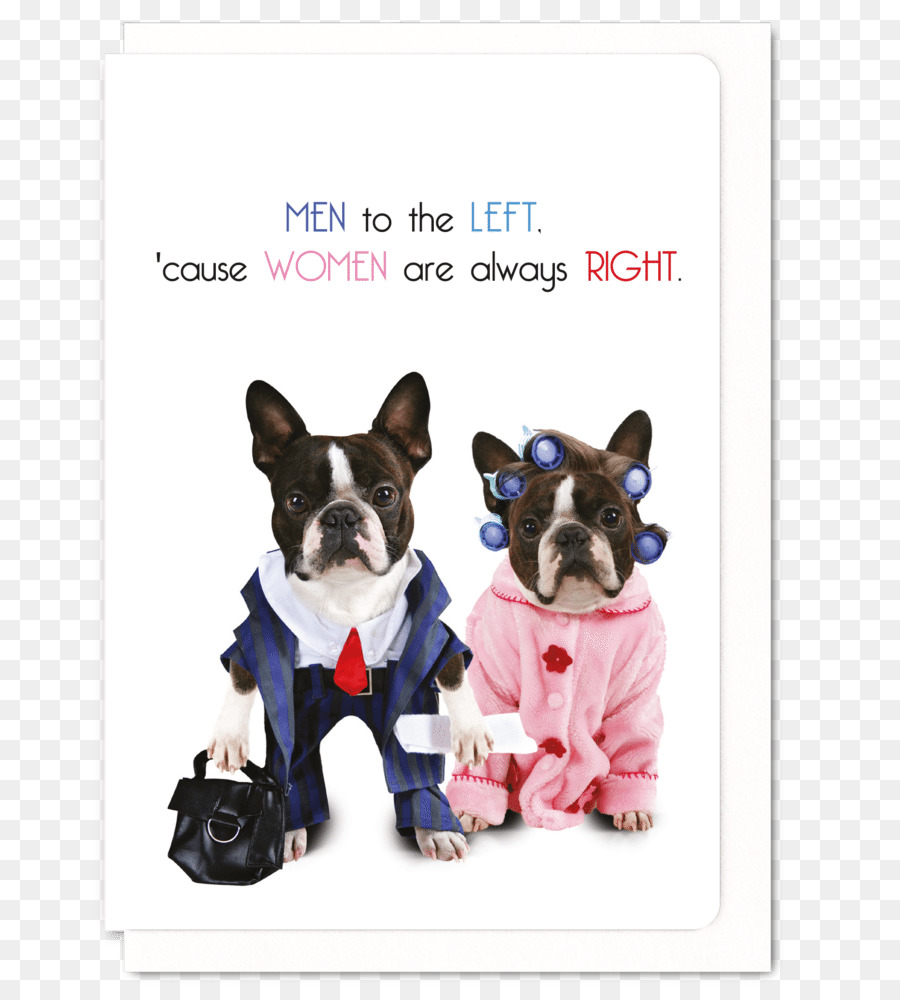 Boston Terrier，Chiot PNG