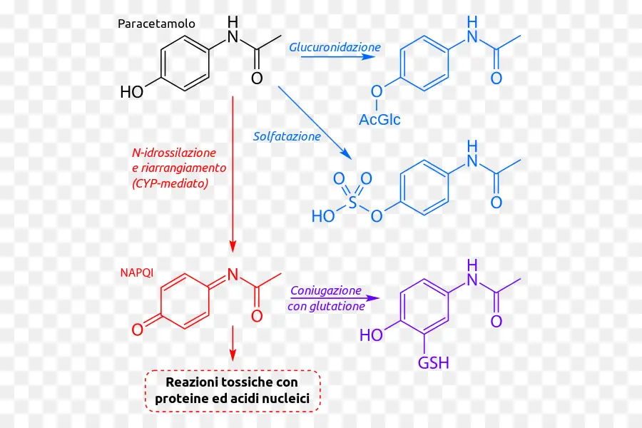 Acétaminophène，Biotransformation PNG