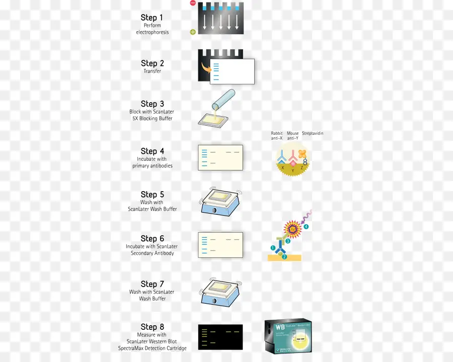 Étapes Du Western Blot，Procédure PNG