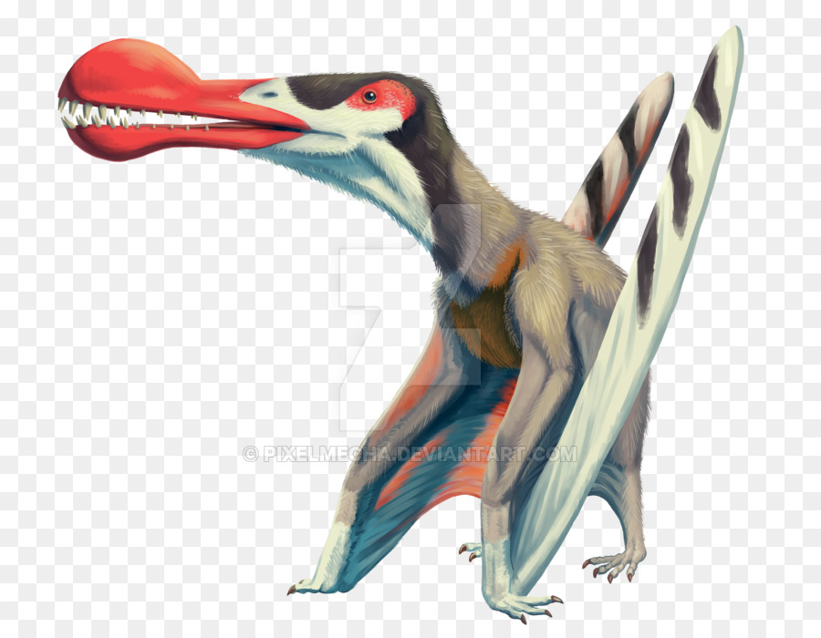 Ornithocheirus，Anhanguera PNG