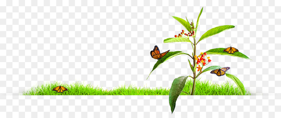 Les Insectes，Herbes PNG