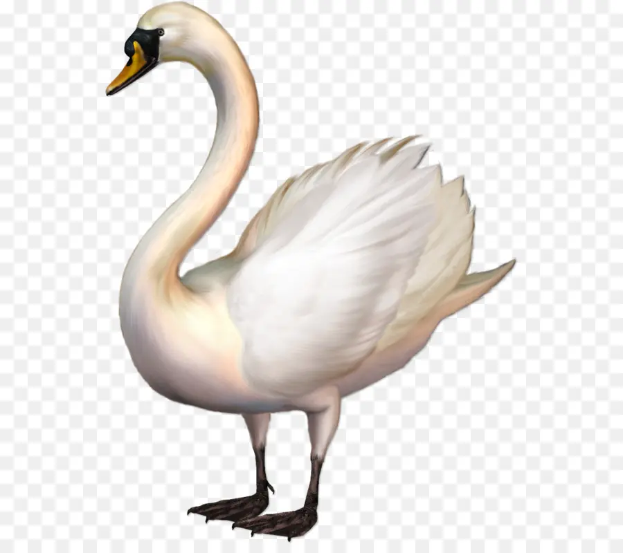 Cygne，Eau PNG