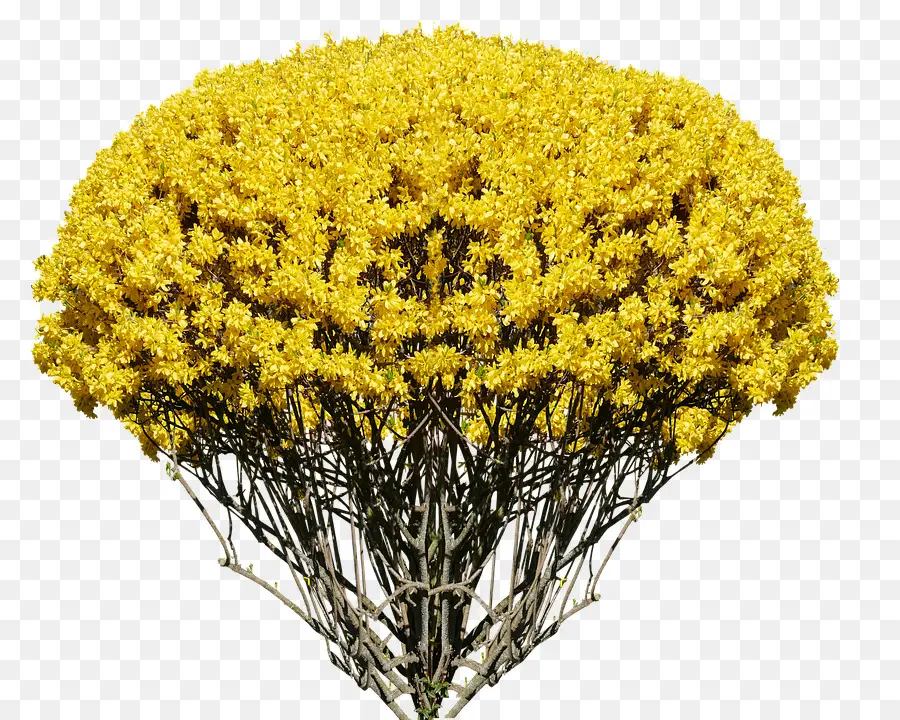 Arbre à Fleurs Jaunes，Fleurir PNG