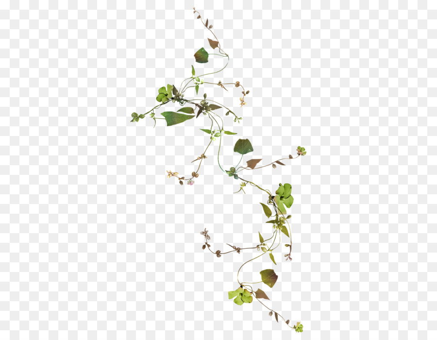 Vigne Verte，Feuilles PNG