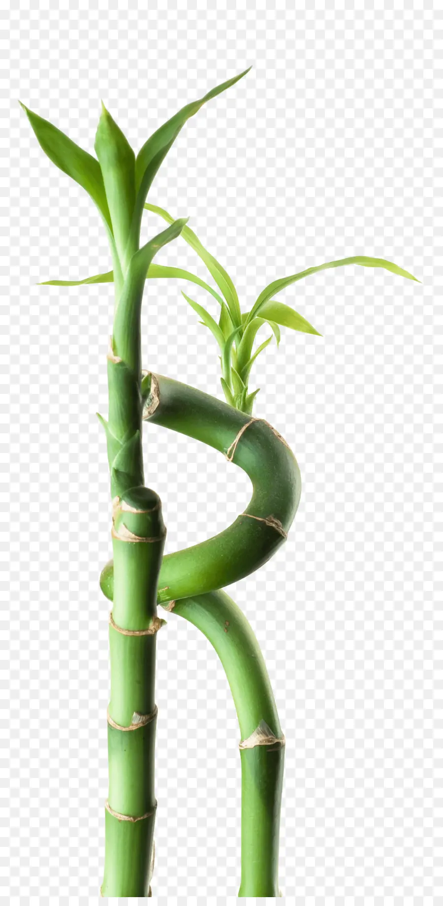 Bambou，Flowerpot PNG