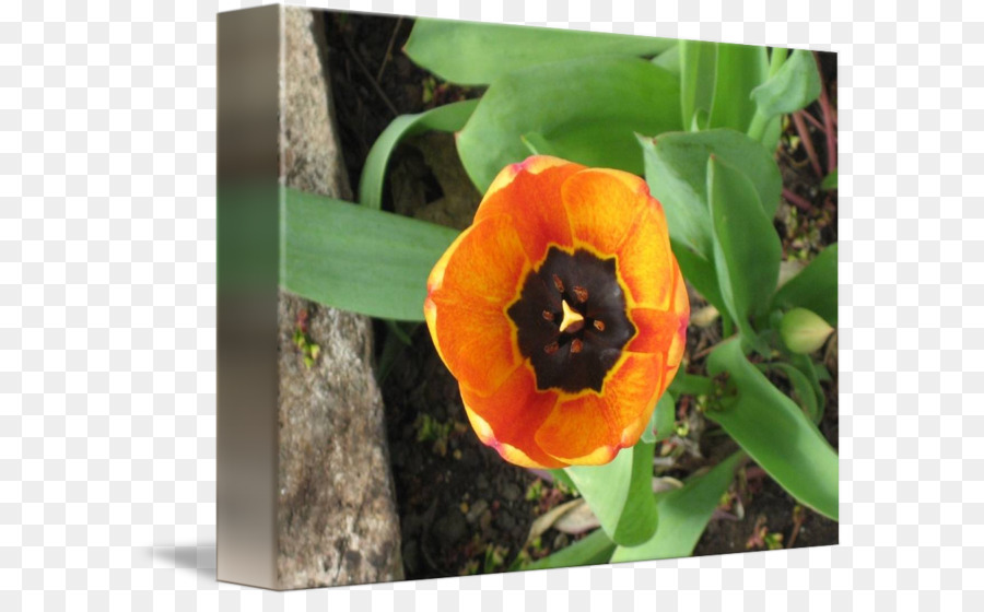 Tulip，Fleurs Sauvages PNG