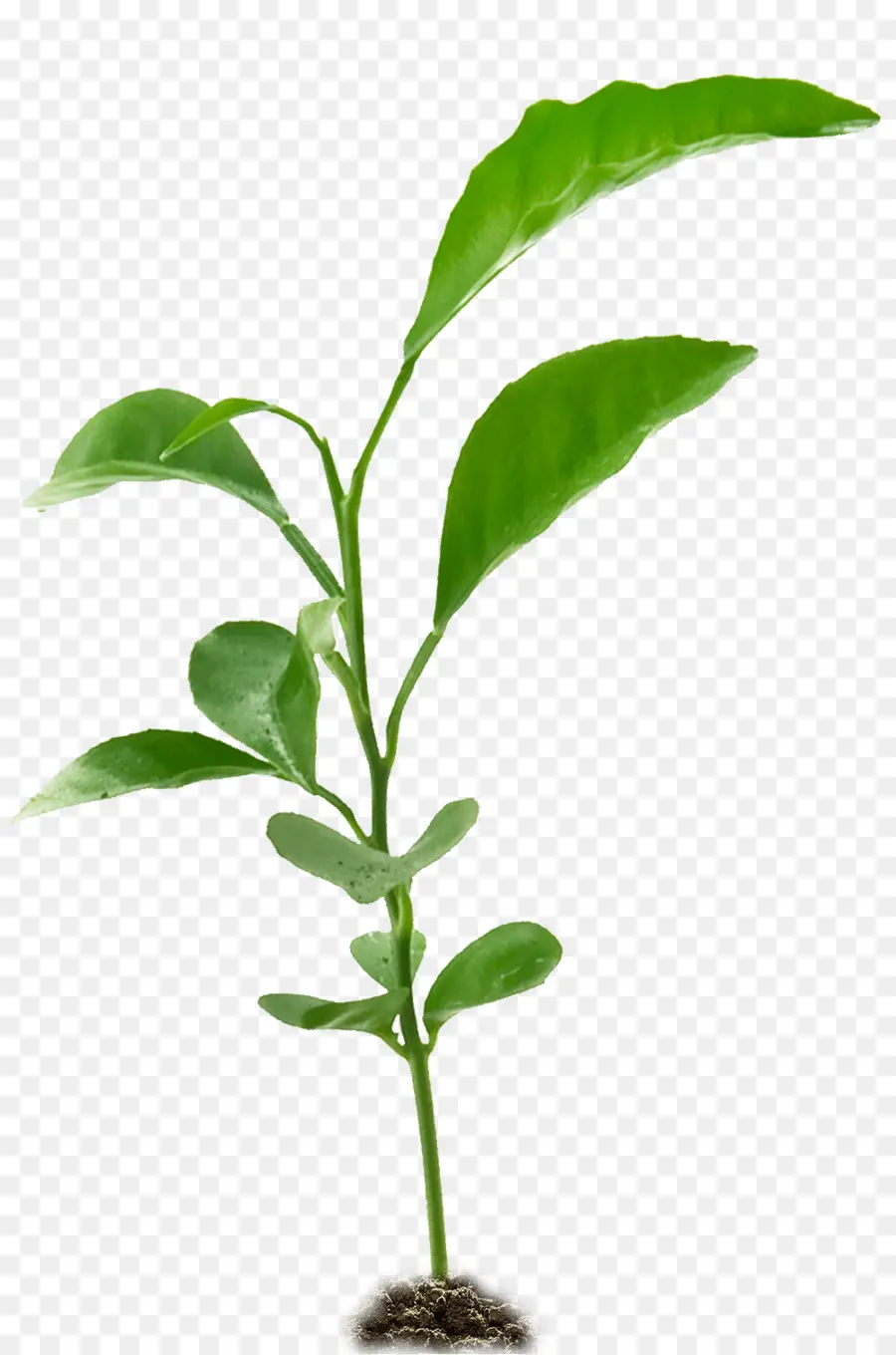 Plantes，Chêne Blanc PNG