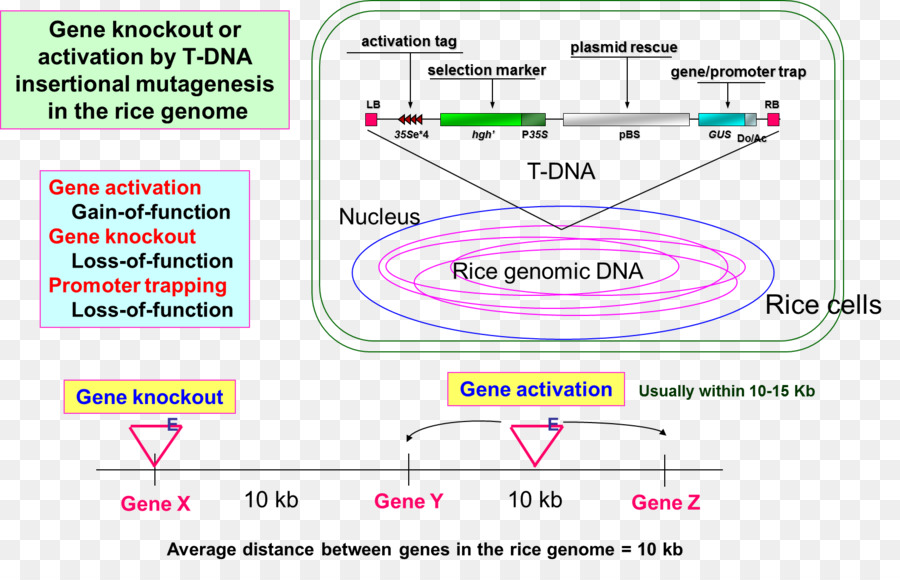 Le Transfert De L Adn，Mutagenèse Insertionnelle PNG