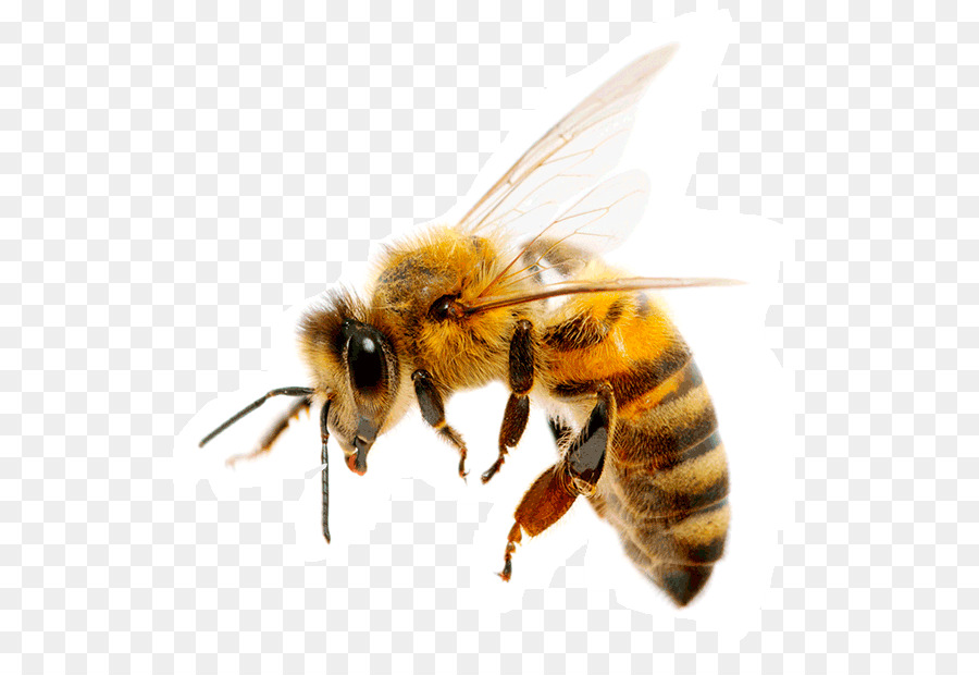 Abeille，Ailes PNG